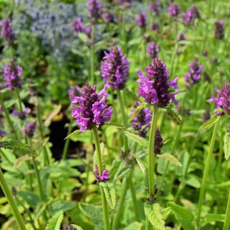 Stachys officinalis 'Hummelo' ---